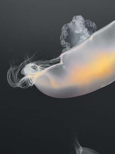 jellyfish white jelly fish sea life