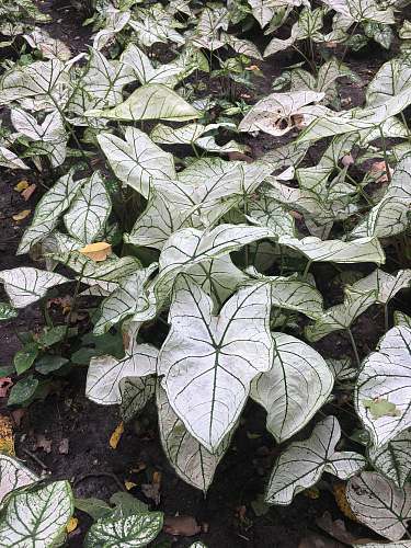 plant green leafed plants sculpture garden trail