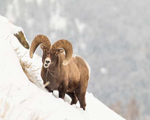animal brown ram on snow covered ground during daytime sheep