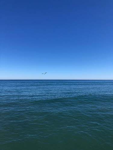 ocean bird flying over the sea during daytime blue