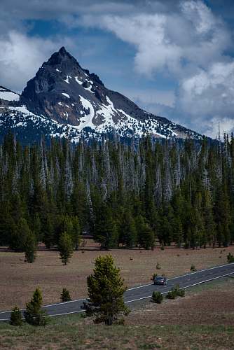 mountain car on gray concrete tree heading to pine tree area tree