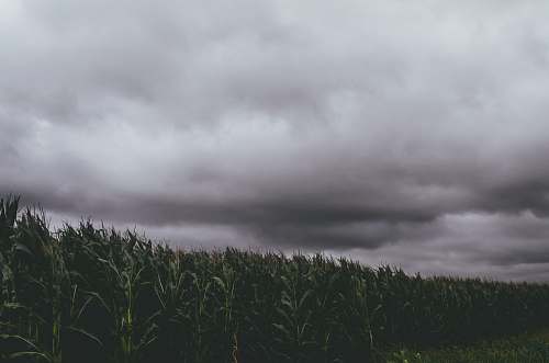 grey corn crops during daytime weather