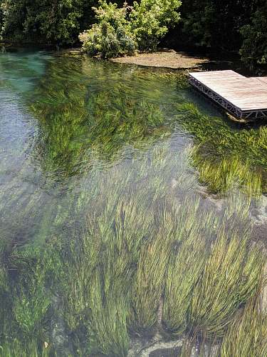water grasses underwater near dock san marcos