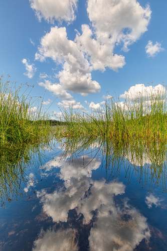 outdoors green grass fields on pond under white clouds during daytime land