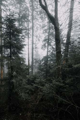 outdoors green leafed tree forest