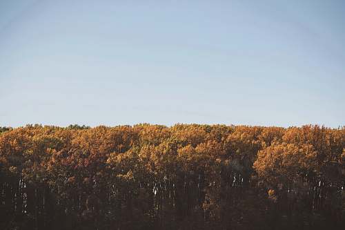 outdoors high-angle photography of brown leafed trees under clear blue sky bush