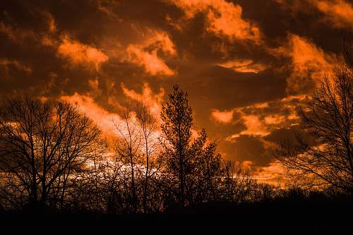 dusk landscape photography of trees during golden hour dawn