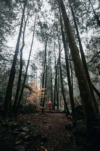 outdoors person standing between trees forest