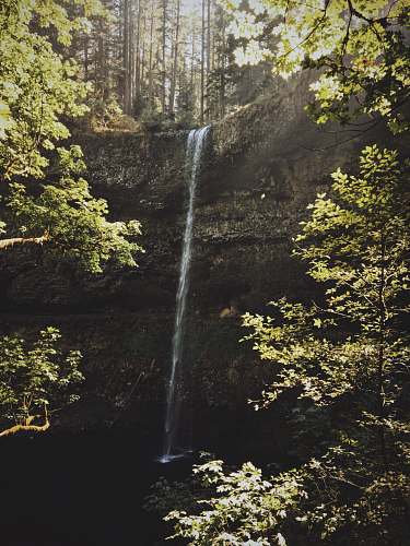 forest waterfalls surrounded with trees silver falls state park