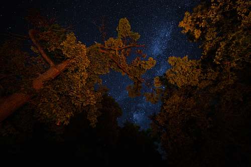 nature tall trees outdoors
