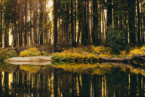 land forest and swamp marsh