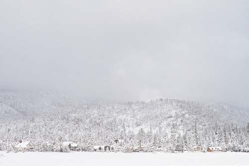 grey tree covered with snow during daytime nature