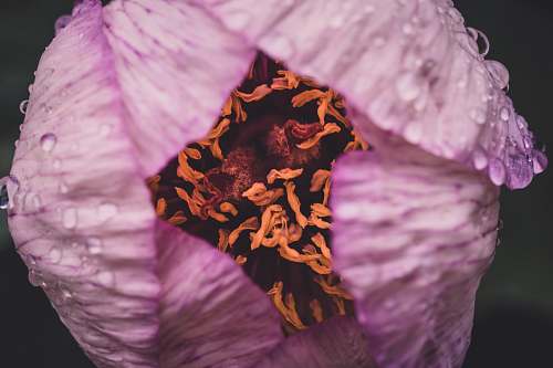 person macro photography of flower human