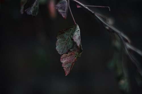 human close-up photography of brown and green leaves people
