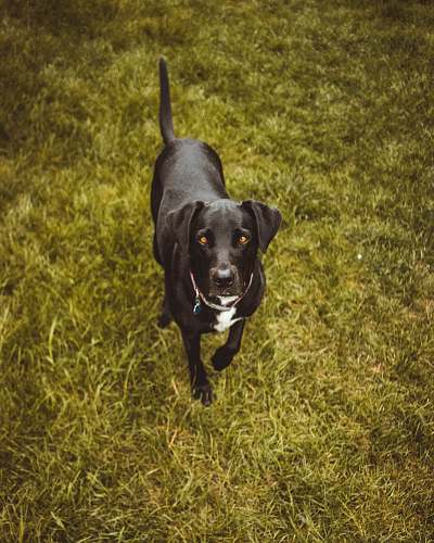 dog black and white dog animal