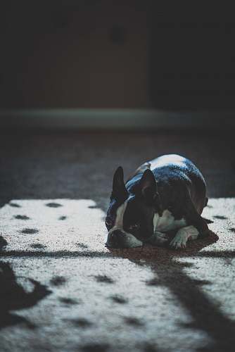 dog black and white French bulldog laying on floor animal