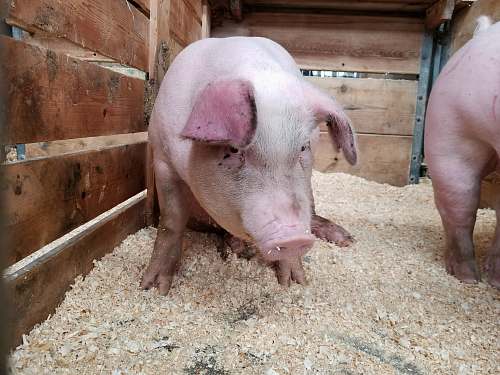 animal pink pig on brown cage mammal