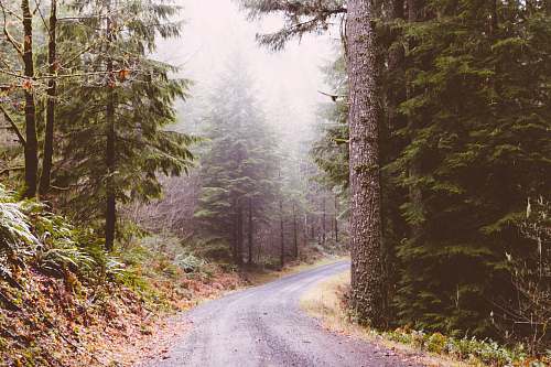 tree  abies