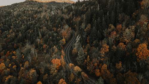 tree aerial photography of gray road surrounded with tall and green trees during daytime conifer