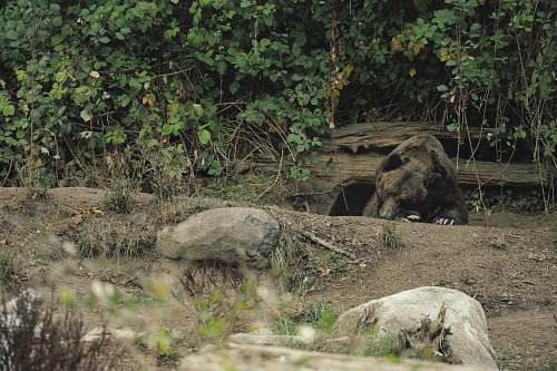 flora brown bear lying under green trees vine