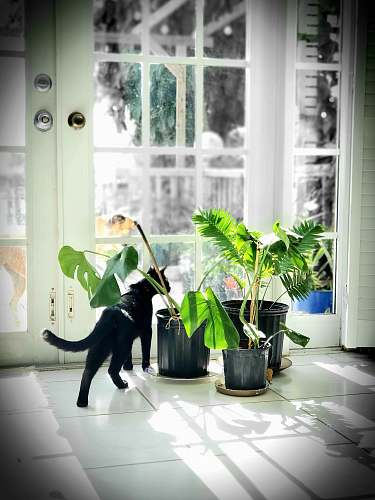 vase cat near plants potted plant