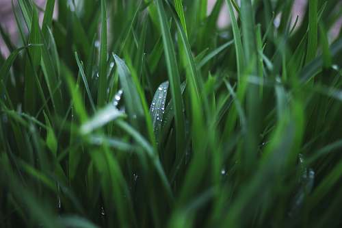 grass close-up photograph of leaves flora