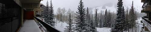 tree field and trees covered with snow near house abies
