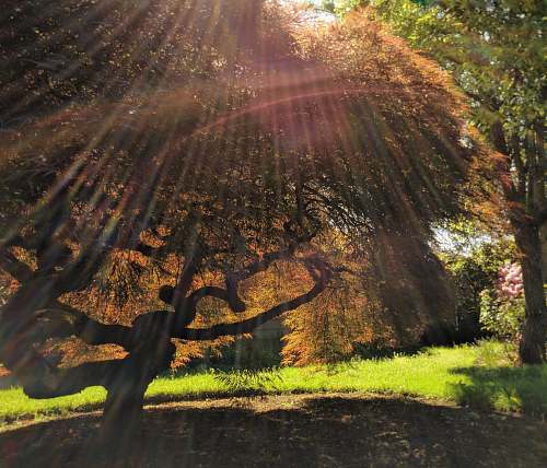 flare green-leafed tree light