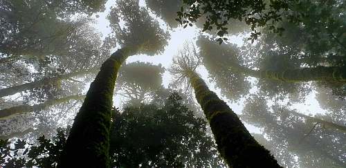 flare green leafed trees light