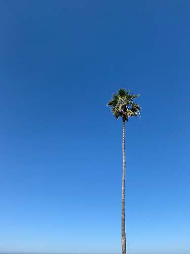 tree green palm tree under blue sky during daytime arecaceae
