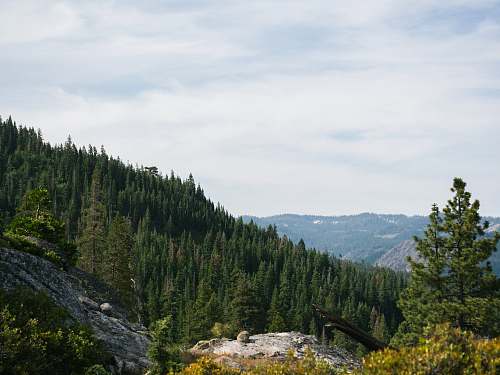 tree green pine trees abies