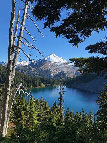 tree lake abies