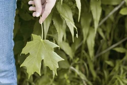 leaf photo of person holding green leaves saint louis park