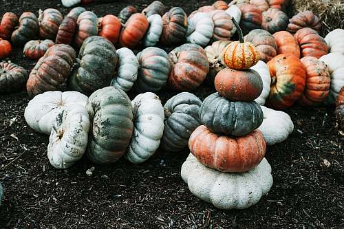 flora pile of pumpkins food