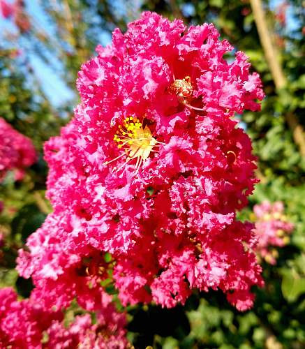 blossom red flowers blooming geranium
