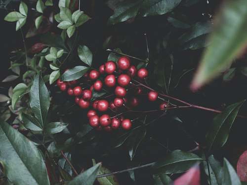 fruit red fruits food