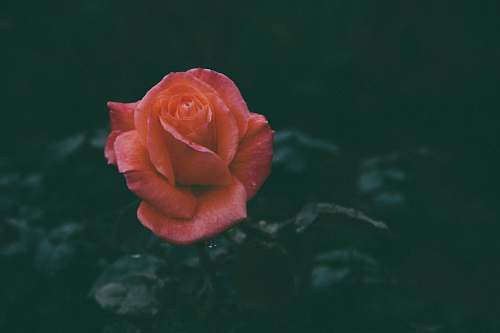 blossom red rose ca