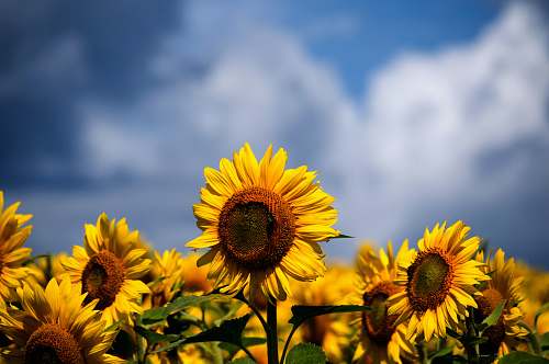 sunflower selective focus photography of bed of sunflowers flower