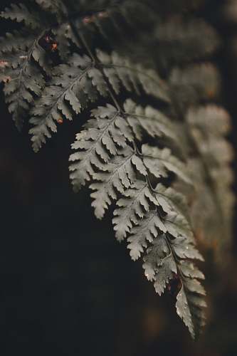 fern selective focus photography of green leaf mingo falls