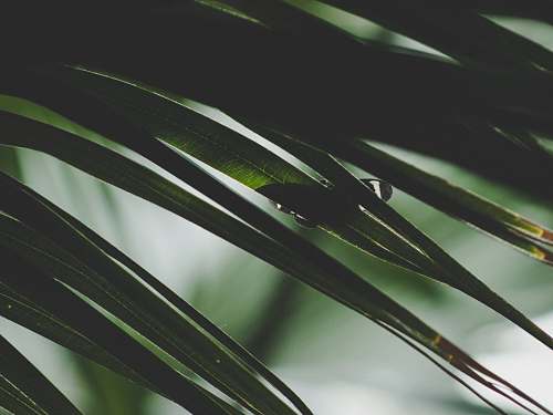 flora selective focus photography of green leaves grass