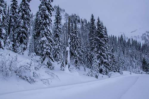 tree trees covered with snow abies