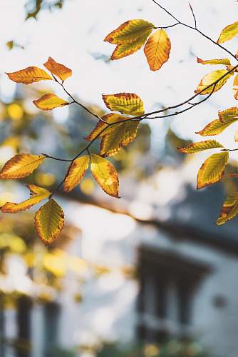 flora yellow leaf plant selective focus photography leaf