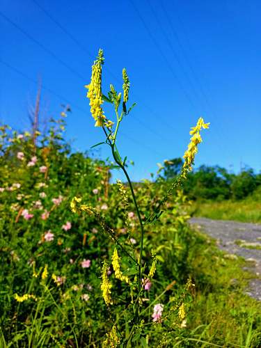blossom yellow petaled flower flower