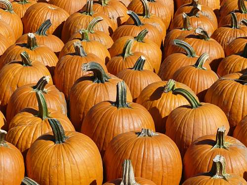 vegetable orange pumpkin lot flora