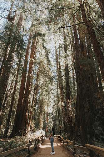 tree  forest