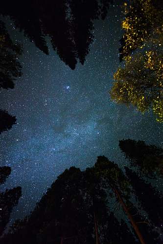 night bottom view shot of trees under starry sky sky
