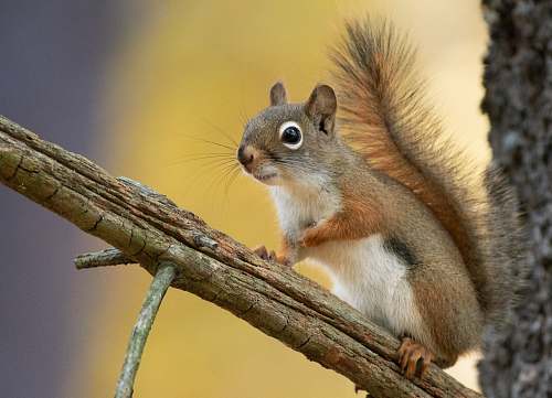 rodent selective focus photography of squirrel mammal
