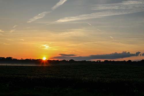 nature grass field during golden hour sun