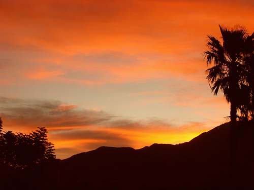 sunrise silhouette of palm tree during orange sunset dawn