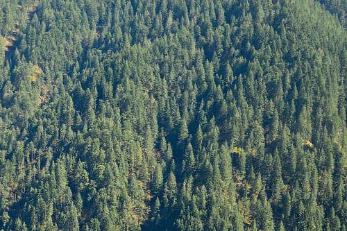 conifer aerial photography of fores at daytime flora